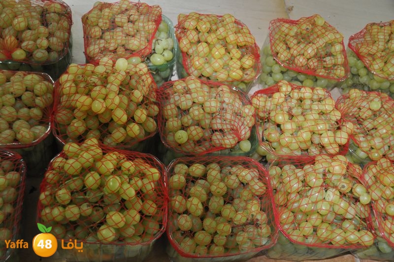 setona2y 830 (16).JPG